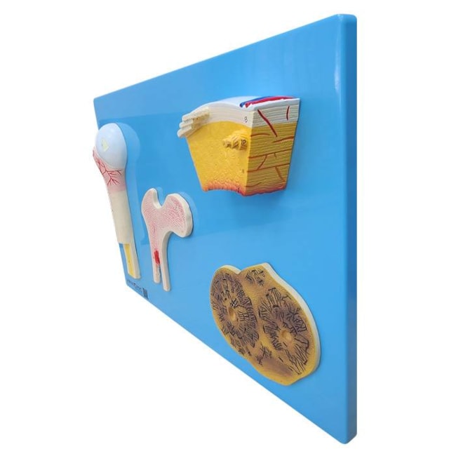 Modelo Anatômico de Estrutura Óssea Humana em Placa Didática-7a682bdf-538f-45dd-b045-f35b3f80ad45