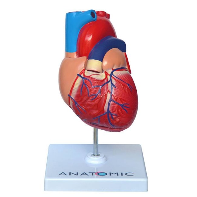 Modelo Anatômico do Coração Humano Adulto em 2 Partes-ec191a0f-08b3-4d37-92e7-3eea6b01262b