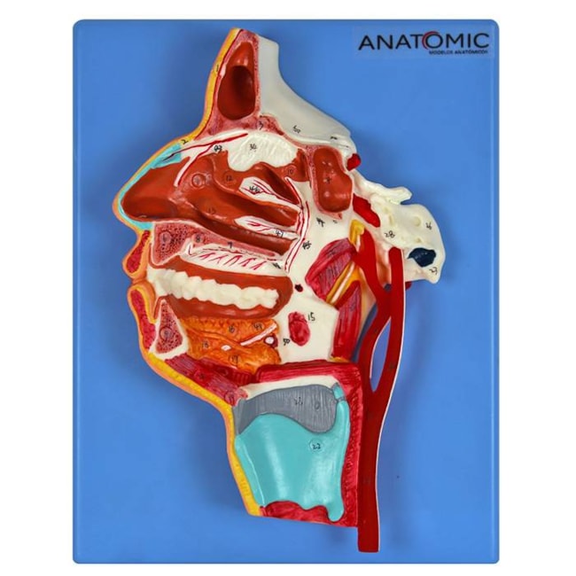 Modelo Anatômico do Nariz, Boca, Faringe e Laringe com Vasos e Nervos-0d31400f-b86e-4769-b816-93b2a62dcde0