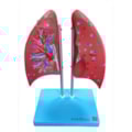Modelo Anatômico do Pulmão Humano Dividido em 4 Partes-7651d01f-94f3-4a9c-9e0a-026cfe782d4c