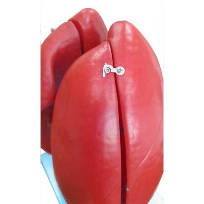 Modelo Anatômico do Pulmão Humano Dividido em 4 Partes-16b90c70-32ea-44f0-a8b5-cb78d1fc2bfd