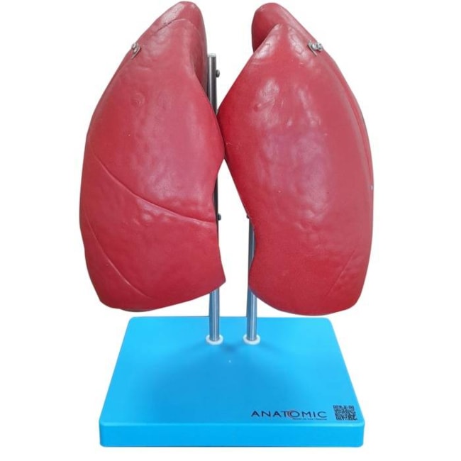 Modelo Anatômico do Pulmão Humano Dividido em 4 Partes-fe6db089-a8e8-4f19-aac8-f3642ae08aee
