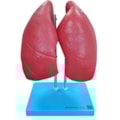 Modelo Anatômico do Pulmão Humano Dividido em 4 Partes-3f081001-1008-4fba-8ff4-34500dfae55c