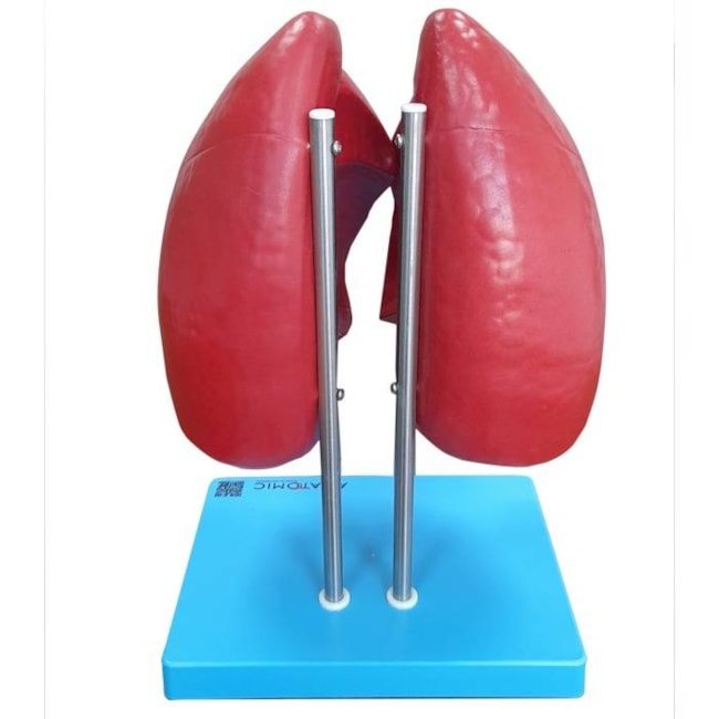 Modelo Anatômico do Pulmão Humano Dividido em 4 Partes-f4c4e664-f136-4dfc-9d37-be8bfd66dbce