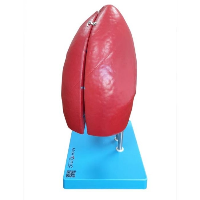 Modelo Anatômico do Pulmão Humano Dividido em 4 Partes-c0cfb585-e189-41da-bcbe-4fa006281d89