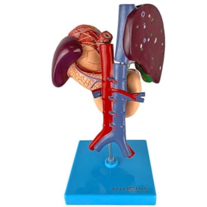 Modelo Anatômico do Sistema Digestivo: Estômago, Fígado, Vesícula, Pâncreas e Duodeno