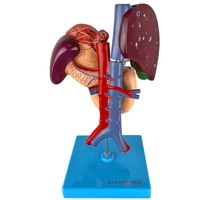 Modelo Anatômico do Sistema Digestivo: Estômago, Fígado, Vesícula, Pâncreas e Duodeno-e06fde53-7411-44cc-b887-99347787fa39
