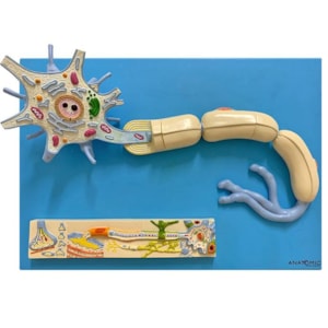 Modelo Anatômico do Sistema Nervoso e Fisiologia dos Nervos