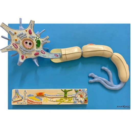 Modelo Anatômico do Sistema Nervoso e Fisiologia dos Nervos