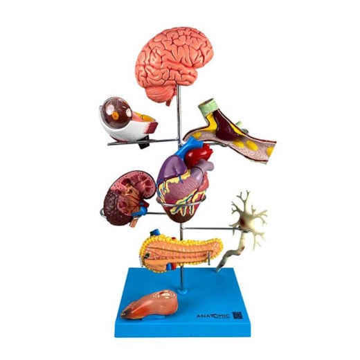 Modelo Anatômico dos Principais Órgãos Acometidos pelo Diabetes - Luxo