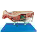 Modelo da Anatomia Da Vaca-173093c4-5739-4421-be21-5c9fcd039303