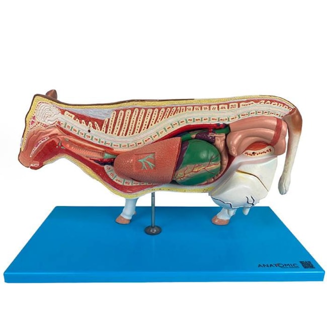 Modelo da Anatomia Da Vaca-e2f95065-0a53-4fe5-b52c-ffc72dd7d312