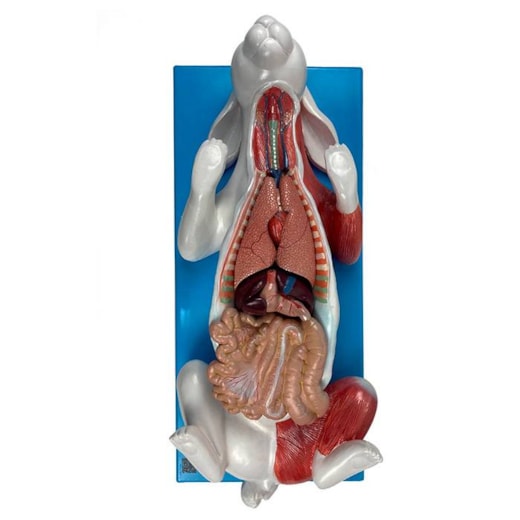 Modelo da Anatomia Do Coelho Em Placa