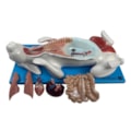 Modelo da Anatomia Do Coelho Em Placa-a77385be-ff57-4129-8a37-3db98c69584e