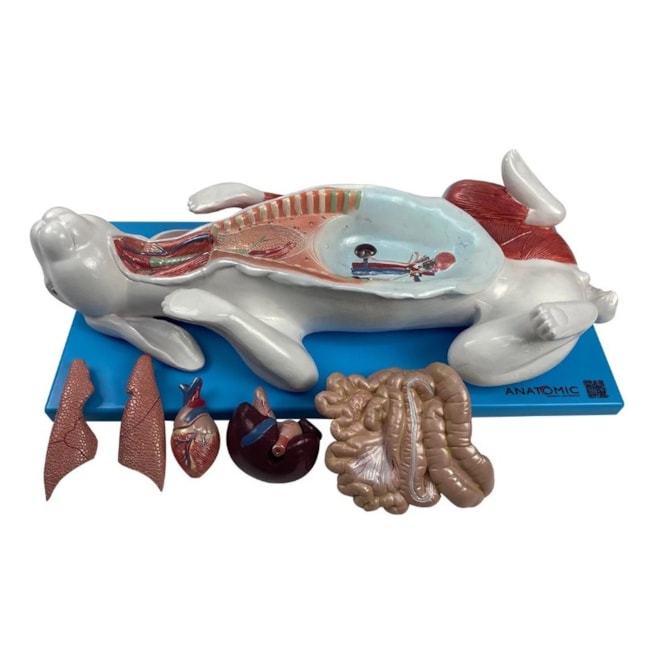 Modelo da Anatomia Do Coelho Em Placa-6b544716-8a1e-4bb1-baef-628daabd1a47
