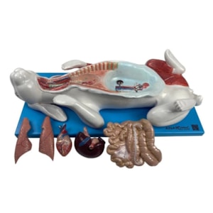 Modelo da Anatomia Do Coelho Em Placa