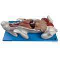 Modelo da Anatomia Do Coelho Em Placa-f5015a92-7b2a-4c55-b63c-1b624d1ea44c