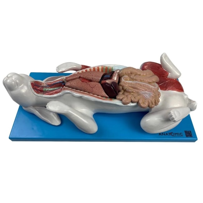 Modelo da Anatomia Do Coelho Em Placa-33757977-4351-4628-adda-b9577ac6f9a6