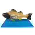 Modelo da Anatomia Do Peixe-bee156de-ff06-4c9b-a8b1-f3c7159e81ed