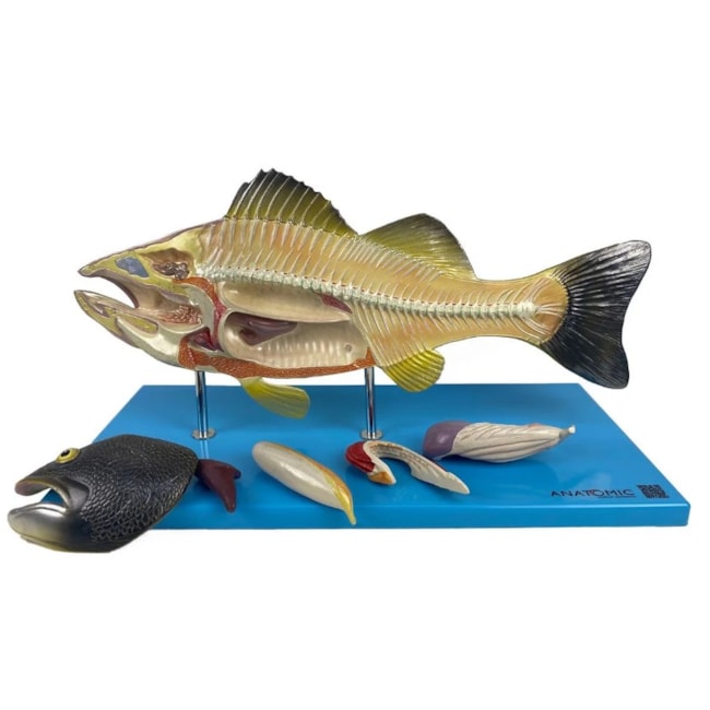 Modelo da Anatomia Do Peixe-d8005249-5f53-4570-b844-49b7ca6e6a77