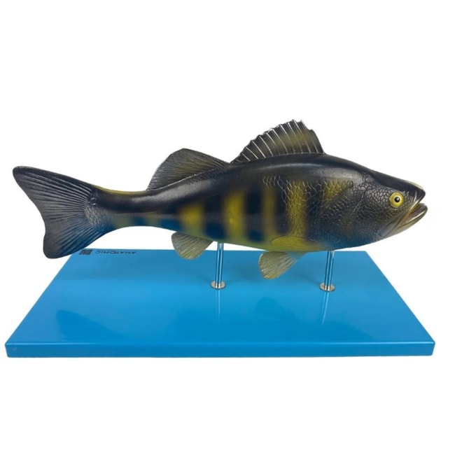 Modelo da Anatomia Do Peixe-756ff8df-4382-4329-a1ea-cf1a04a79e47