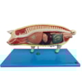 Modelo da Anatomia Do Porco-8993b34f-074e-4a22-9b26-6298309a5d79
