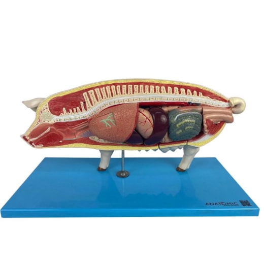 Modelo da Anatomia Do Porco