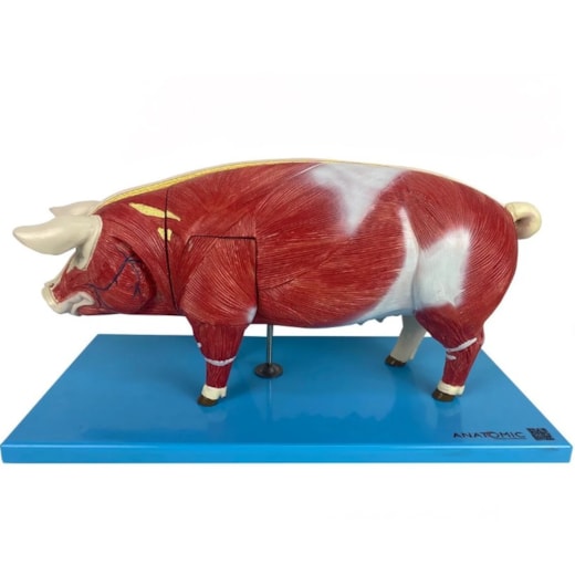 Modelo da Anatomia Do Porco