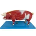 Modelo da Anatomia Do Porco-1d3448c7-adc3-464d-93aa-b61b32fe6b97