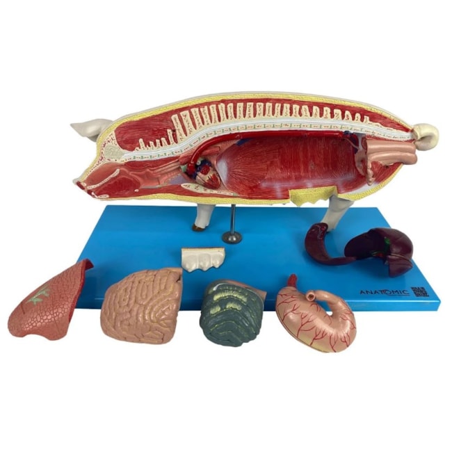 Modelo da Anatomia Do Porco-ac9a3f75-712c-4ca3-8755-7e1afc333181