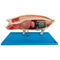 Modelo da Anatomia Do Porco-cc79334f-b695-4da7-ab14-3f69b8b3fee5