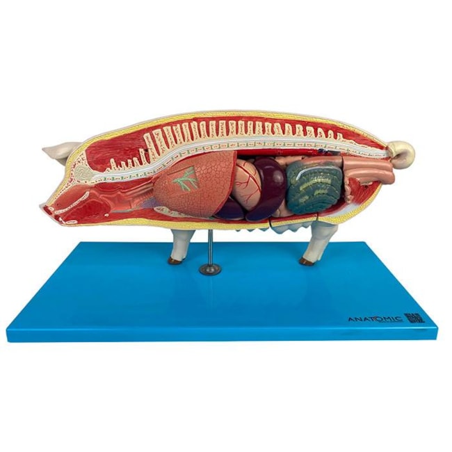 Modelo da Anatomia Do Porco-b8d35341-db8f-4e2a-adff-cb0082fcc994