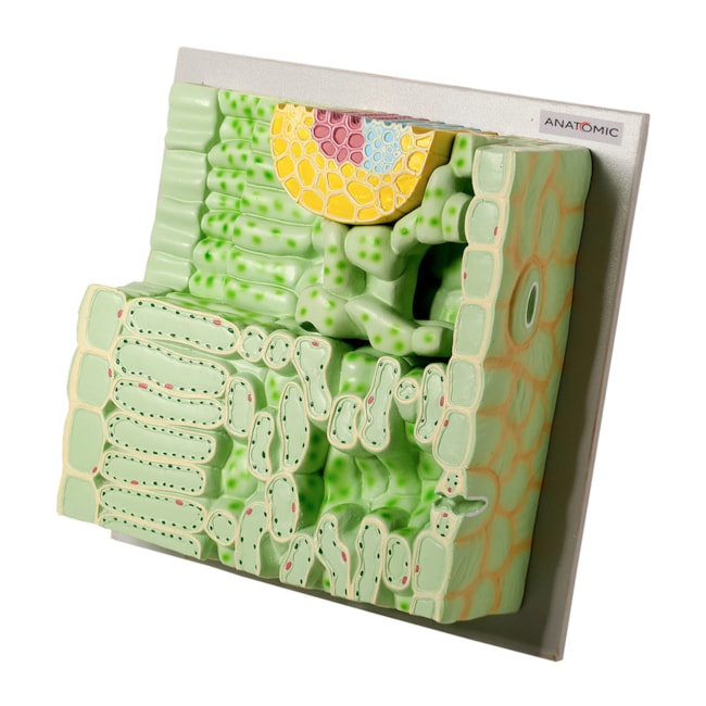 Modelo Da Estrutura da Folha-064f84bc-c9ff-40bb-898d-14d3f3f59abe