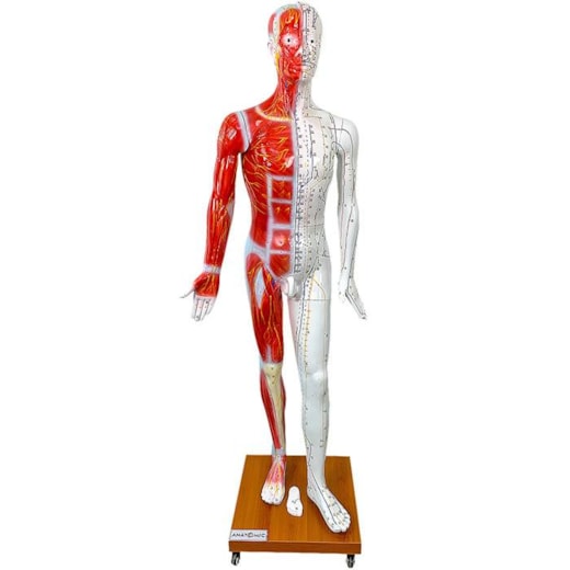 Modelo de Acupuntura Corpo Inteiro 178cm com Pontos e Meridianos