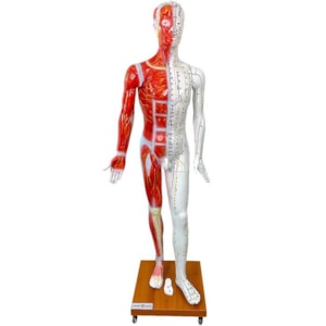 Modelo de Acupuntura Corpo Inteiro 178cm com Pontos e Meridianos