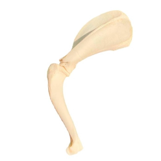 Modelo de Articulação Escápulo-umeral Canina Natural