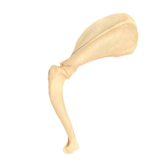 Modelo de Articulação Escápulo-umeral Canina Natural