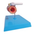 Modelo de Brônquio Saudável e Patológico-128720f6-0d4f-4861-ab64-0cb01e9852d6