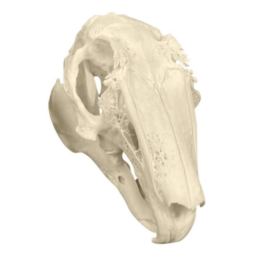 Modelo de Cabeça De Coelho