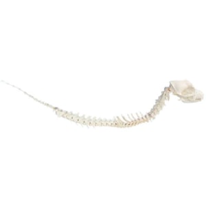 Modelo de Cabeça E Coluna Vertebral Articulada De Canino