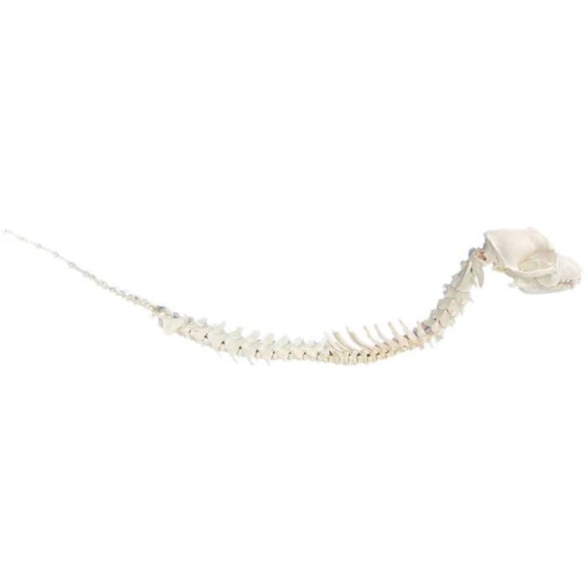 Modelo de Cabeça E Coluna Vertebral Articulada De Canino-8f48d5c6-6928-4fcf-b74a-fc2a983bef0b
