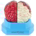 Modelo de Cérebro Com Regiões Neuro-funcionais Em 8 Partes-e7929a9a-5b2b-48c3-b18c-8de2b193093c