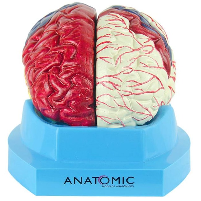 Modelo de Cérebro Com Regiões Neuro-funcionais Em 8 Partes-cd2acd8f-11aa-47f1-9a9e-43fc64d56330