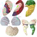 Modelo de Cérebro Com Regiões Neuro-funcionais Em 8 Partes-8aef72c9-4c4a-4c15-8e9d-c62d9ed8cda0