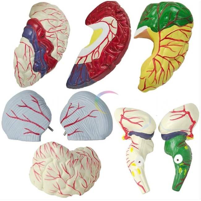 Modelo de Cérebro Com Regiões Neuro-funcionais Em 8 Partes-ec85d03e-a903-4c71-aa07-f7ef98c4dff4