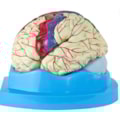 Modelo de Cérebro Com Regiões Neuro-funcionais Em 8 Partes-1a313b65-3510-4516-b394-cf23928b01d3