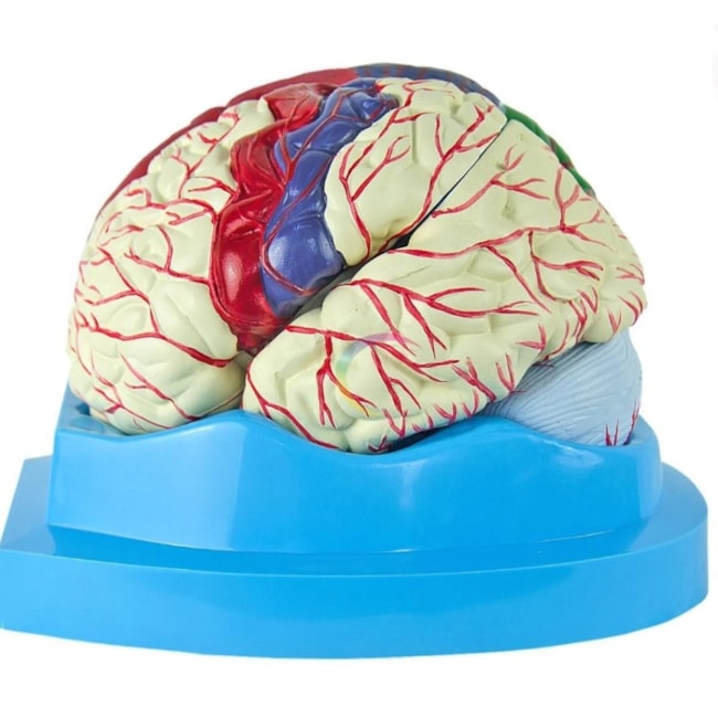 Modelo de Cérebro Com Regiões Neuro-funcionais Em 8 Partes-e5a6417e-11b5-4f10-bfab-c7ad2683e9d2