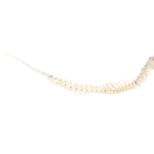Modelo de Coluna Vertebral Articulada De Canino