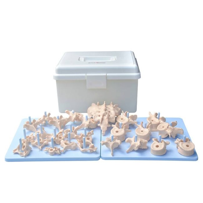 Modelo de Coluna Vertebral Desarticulada-ae67f644-4c8d-42a6-b13a-19d2da82b5b3