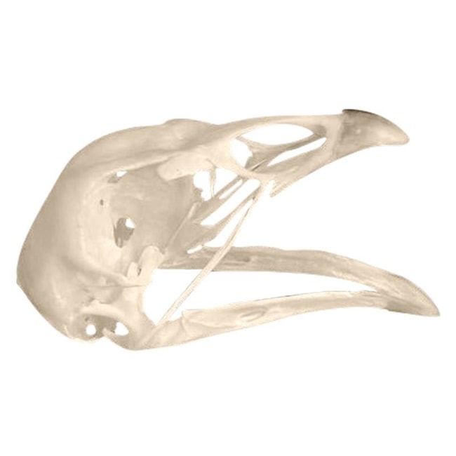 Modelo de Crânio De Galinha Natural-1f493fe6-29b3-4317-b31a-bddfd07dfd3b